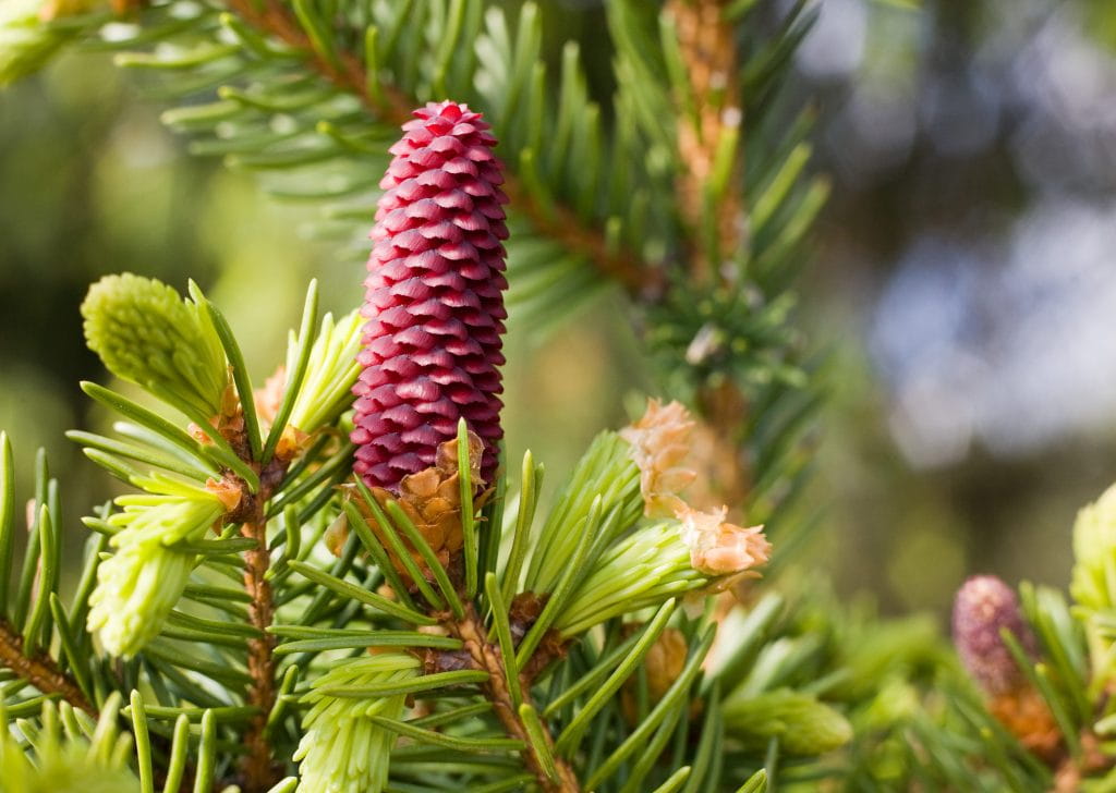 Metsänomistajan osinkoina toimivat puukauppatulot. Onnistuneella puukaupalla ja hoitoinvestoinneilla voi päästä realistisesti 3-6 % vuosituottoihin. 