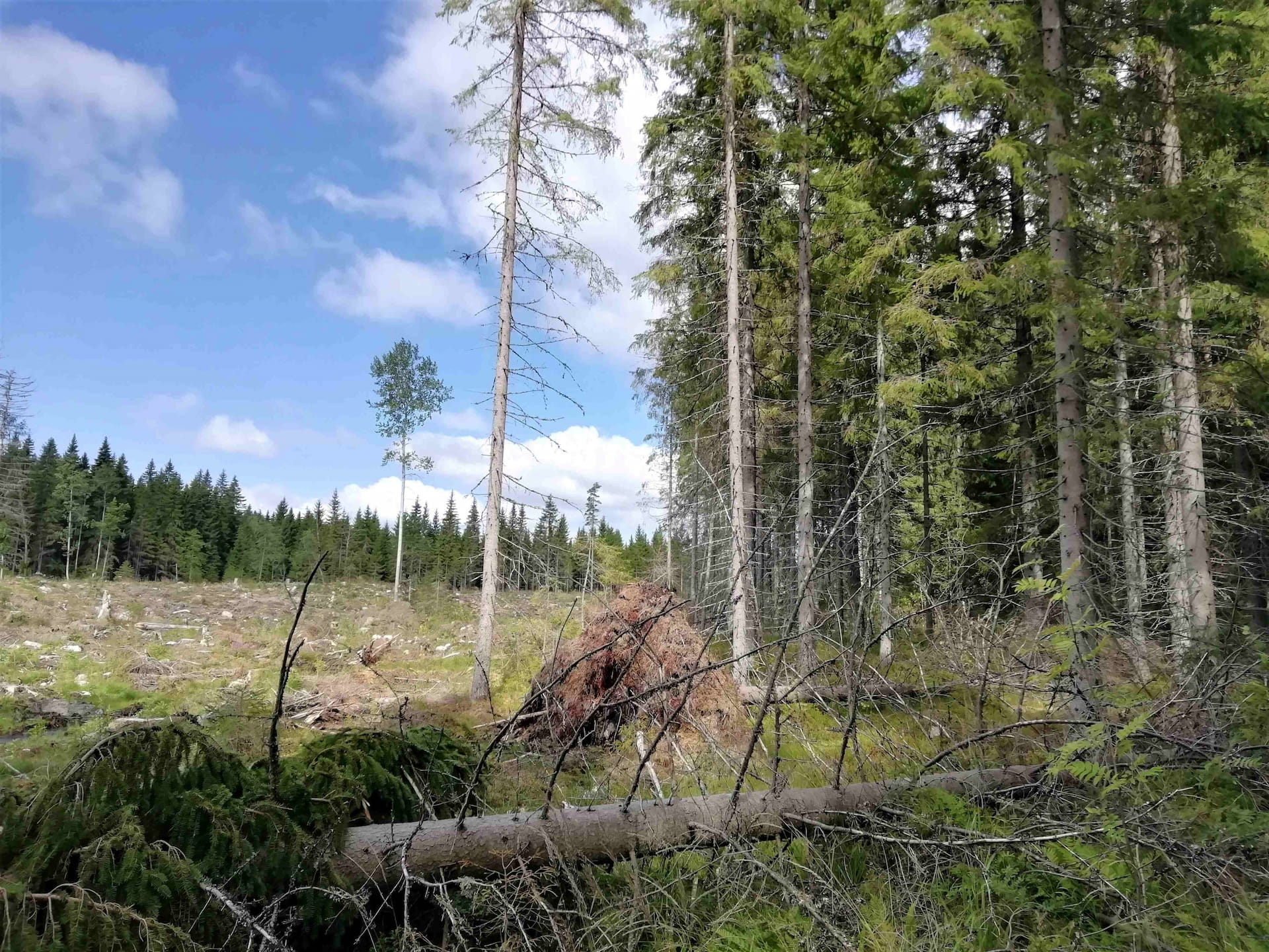 Mhy:n metsäasiantuntija auttaa metsätuhojen kanssa