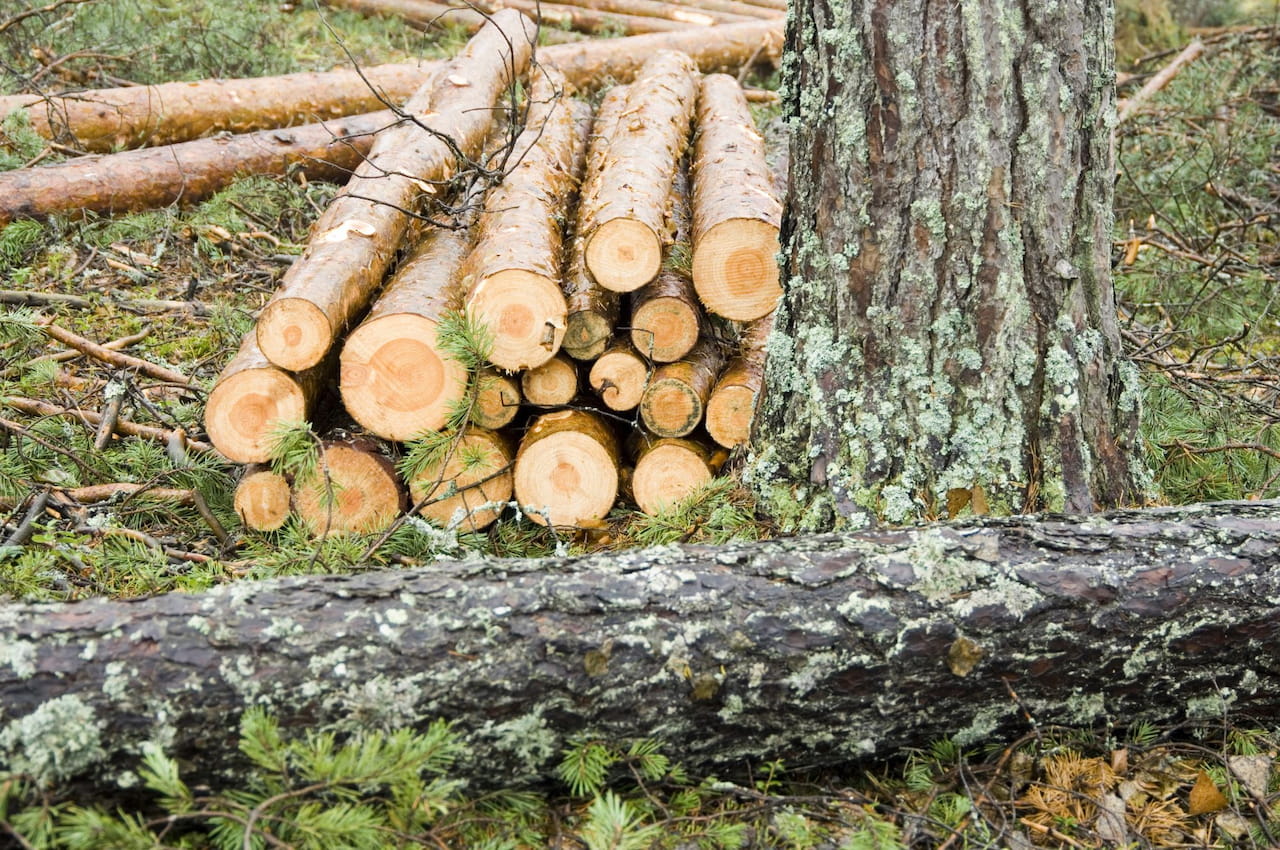 Metsänomistajat kiinnostuneempia puukaupoista enemmän kuin koskaan aiemmin