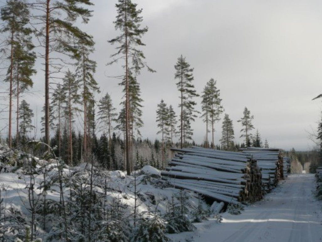 Puumarkkinatilanne jatkuu hyvänä Kainuussa 2025